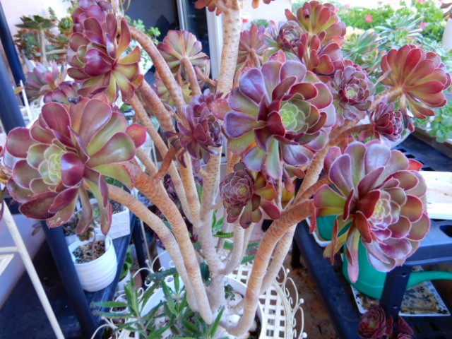 aeonium++