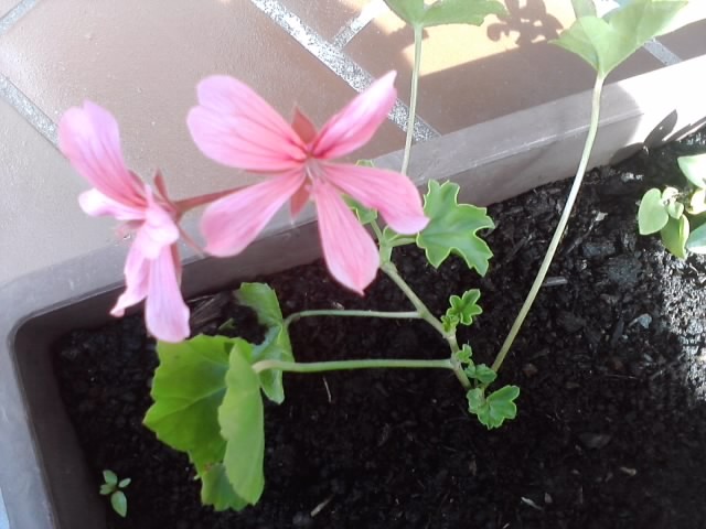 roze jednostruke pelargonije