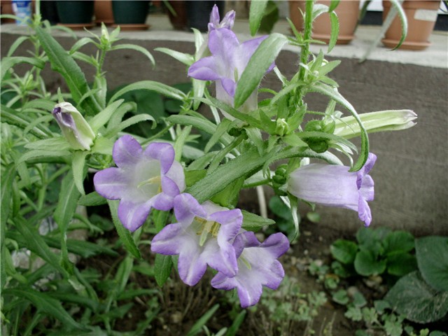kampanula