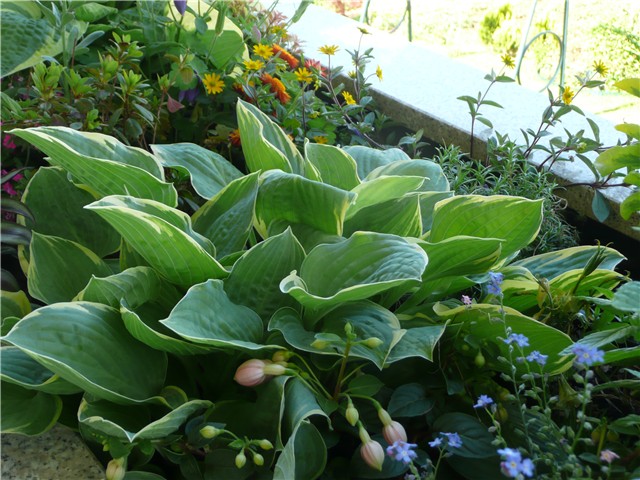 hosta
