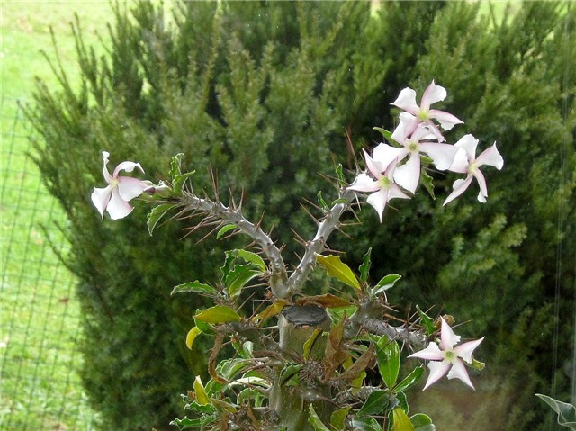 Pachypodium saundersii