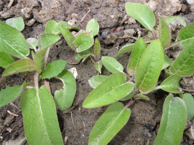 campanula