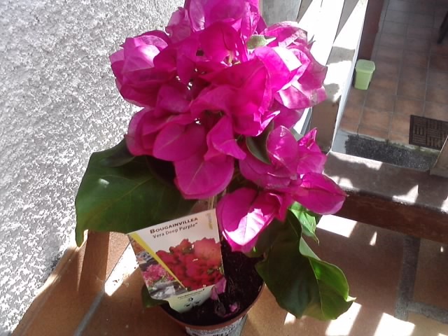 bugenvilla Vera