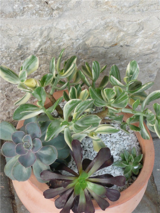 sukulenti