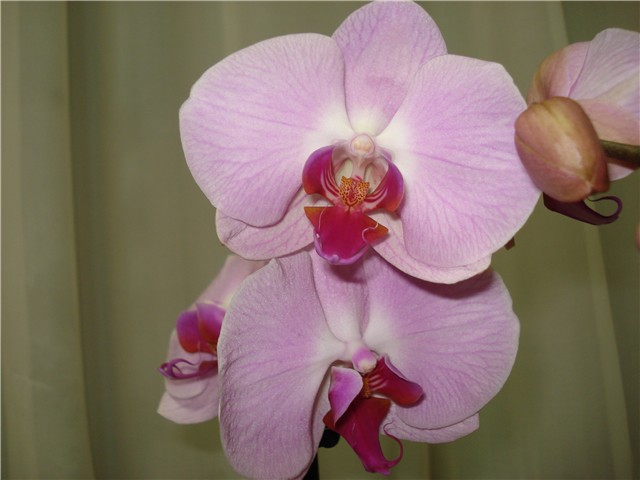 orhideja phal