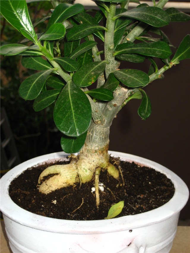 adenium