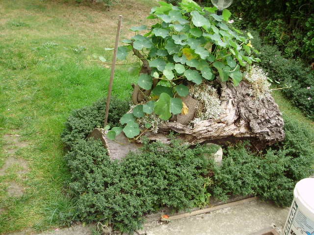 dragoljub - lat. tropaeolum hybriden