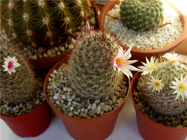 Mammillaria