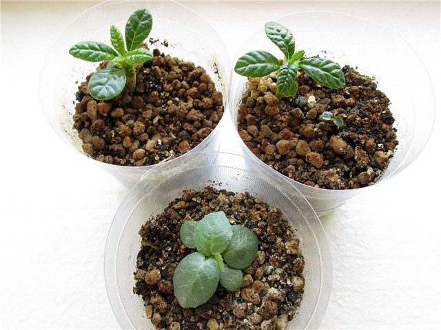 dorstenia gigas 3x, dorstenia foetida