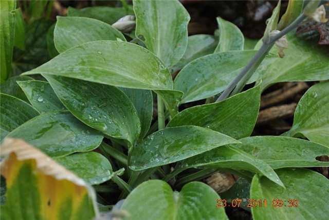 hosta