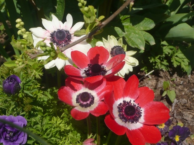 anemone