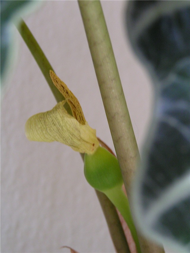 alocasia