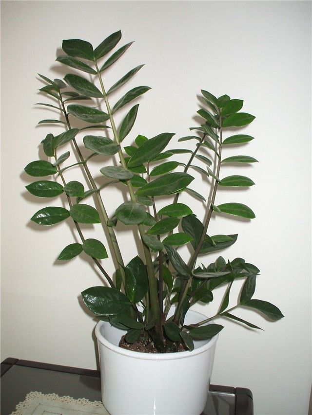zamioculcas