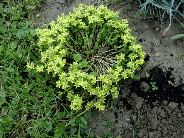 žuti sedum