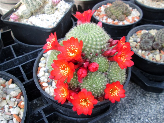Rebutia marsoneri 