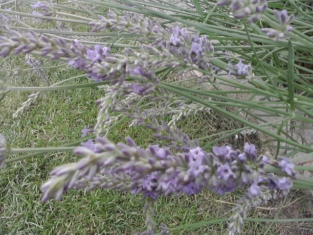 lavanda ljubičasta