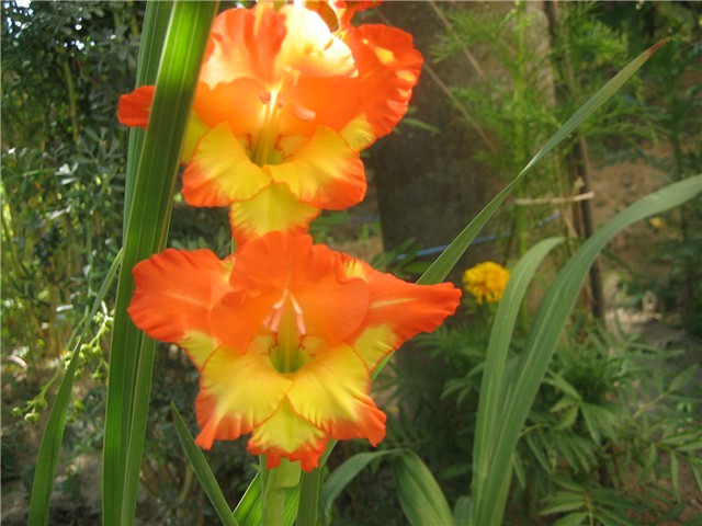 Gladiola