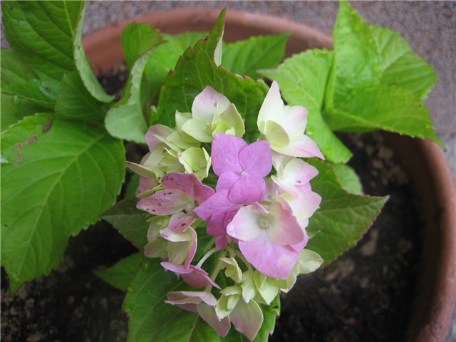 Hortenzija