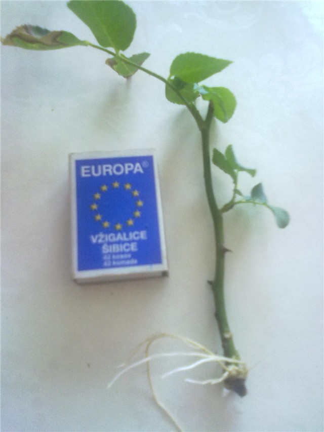 Pelcer ruže