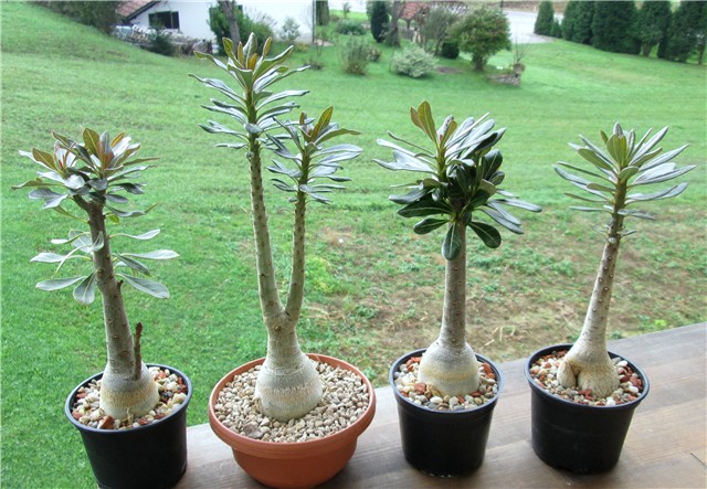 Adenium socotranum