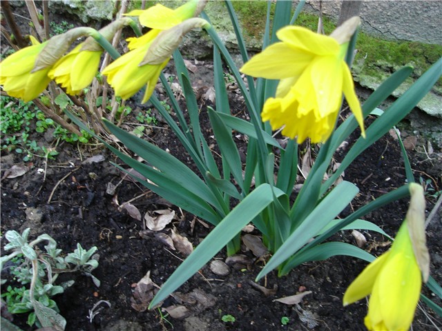narcisi