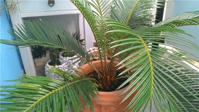 moj balkon