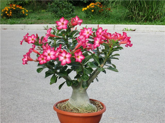 Adenium obesum