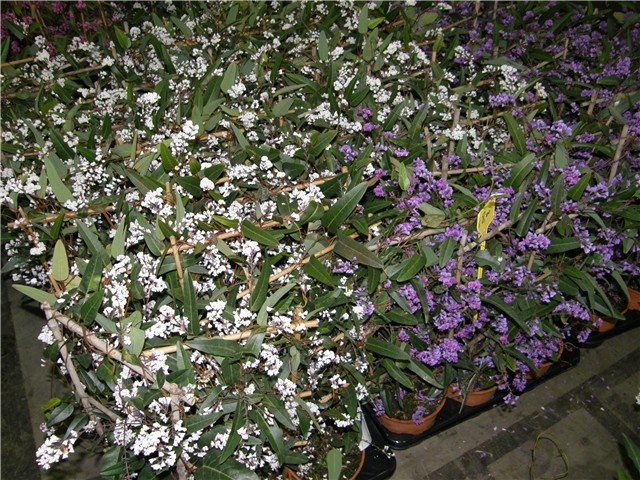 Pordenone 5_03_2011, sajam cvijeća