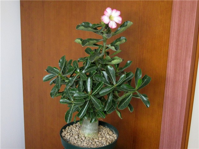 Adenium obesum, sijanac  2012