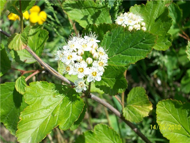 Viburnum?