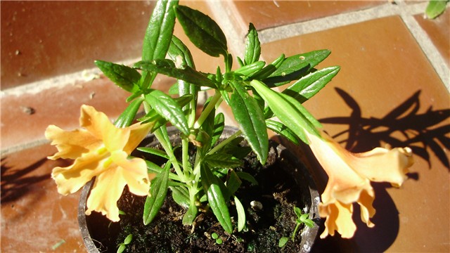 Mimulus aurantiacus