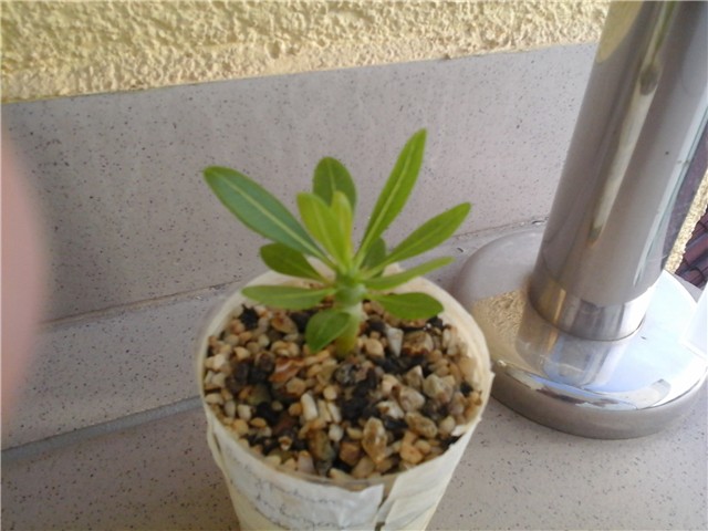 pachypodium abongense