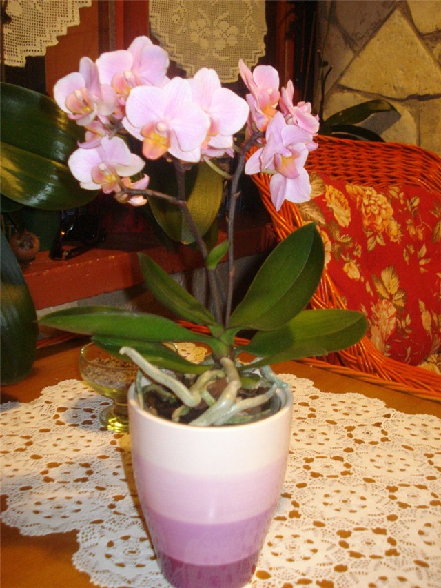 midi orhideja
