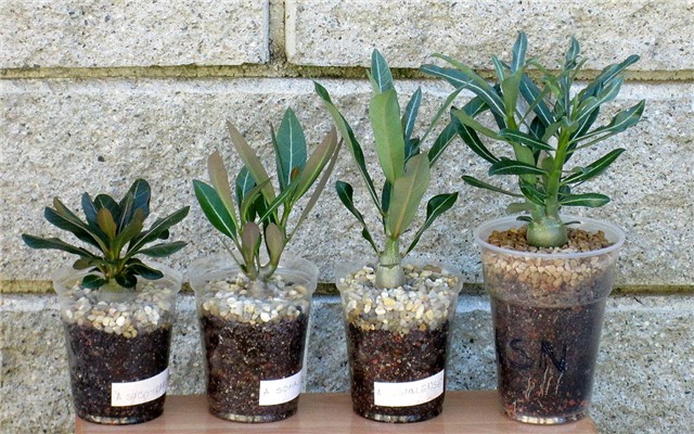 adenium