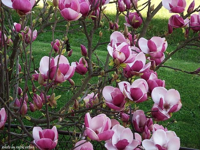 magnolija