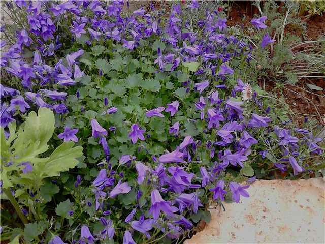 Campanula