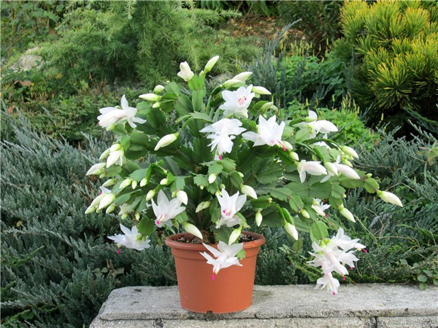 Schlumbergera