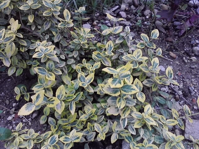 euonymus2