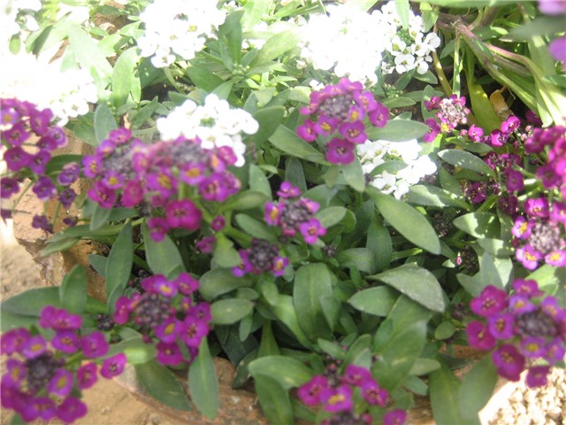 Alyssum