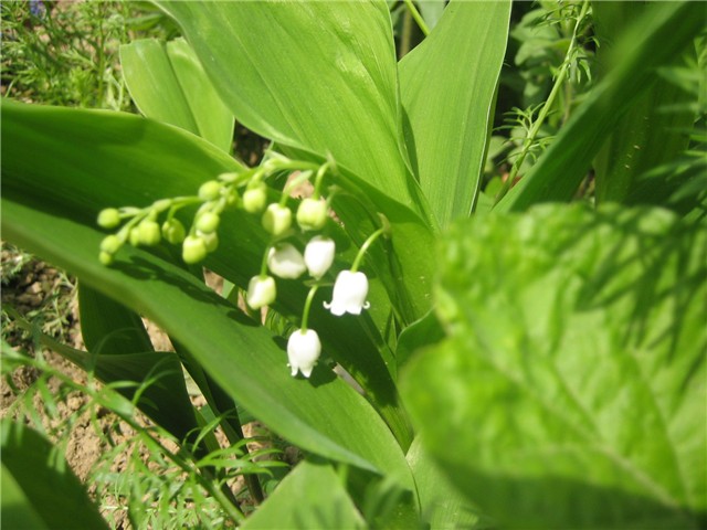 Đurđica