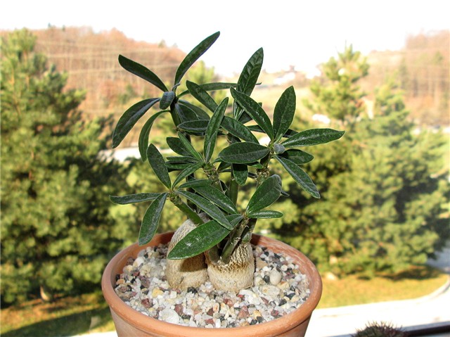 Pachypodium succulentum