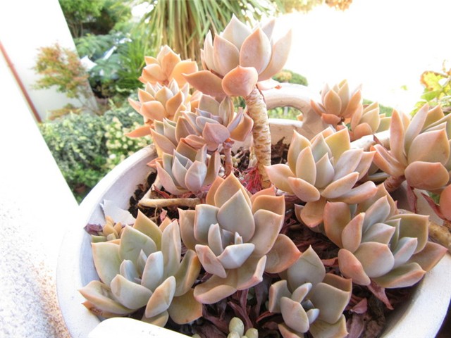 succulent 6