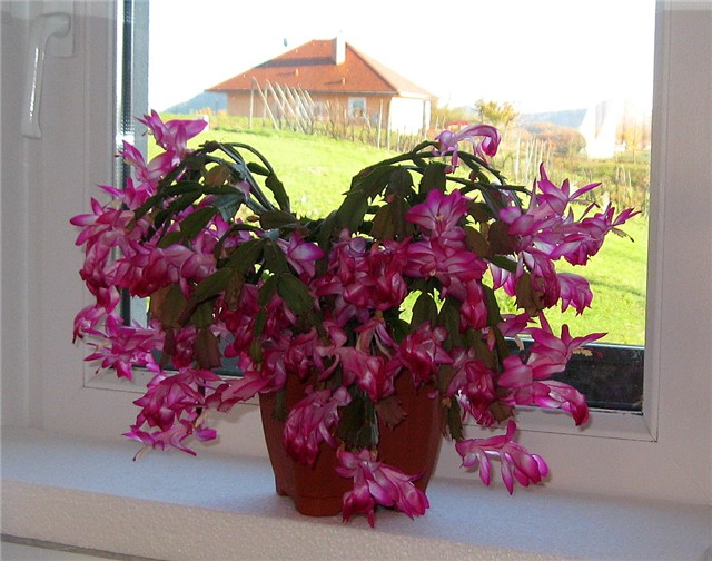 Schlumbergera
