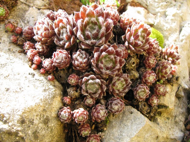 Sempervivum