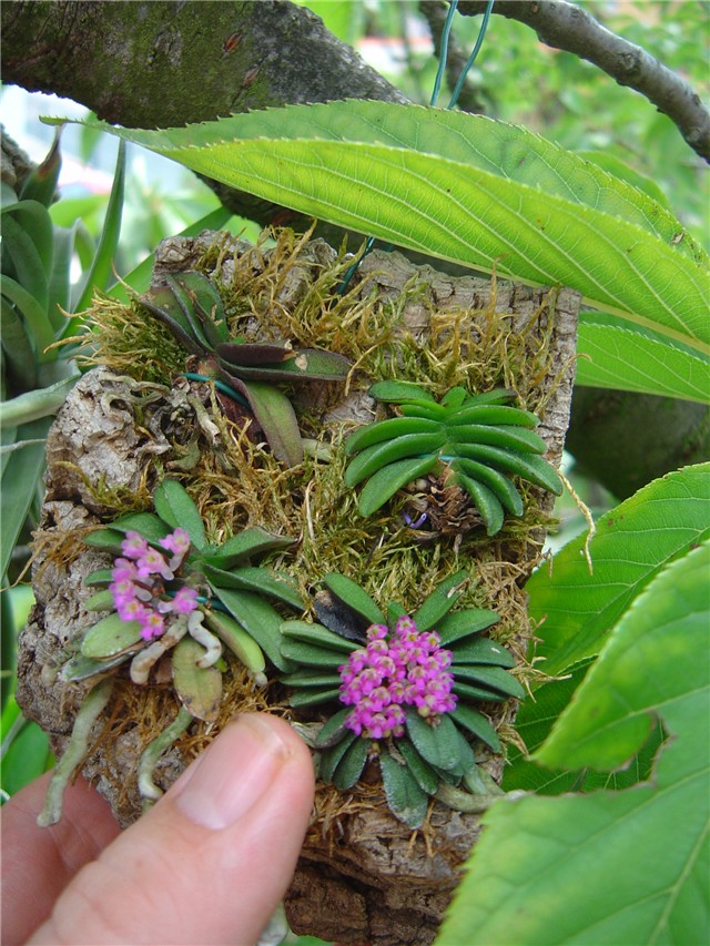 Shoenorchis fragrans