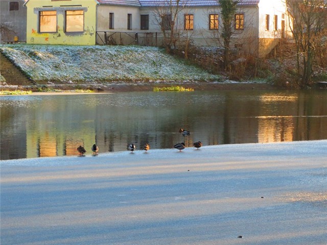 Bosut u siječnju