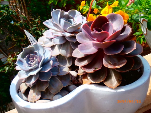 echeveria- p. nimberg