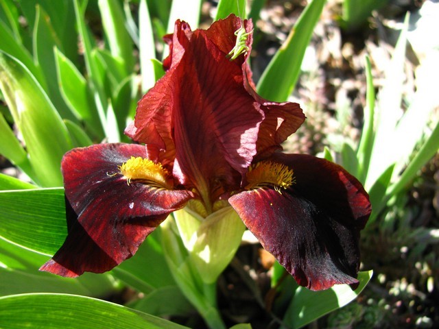 Iris barbata nana