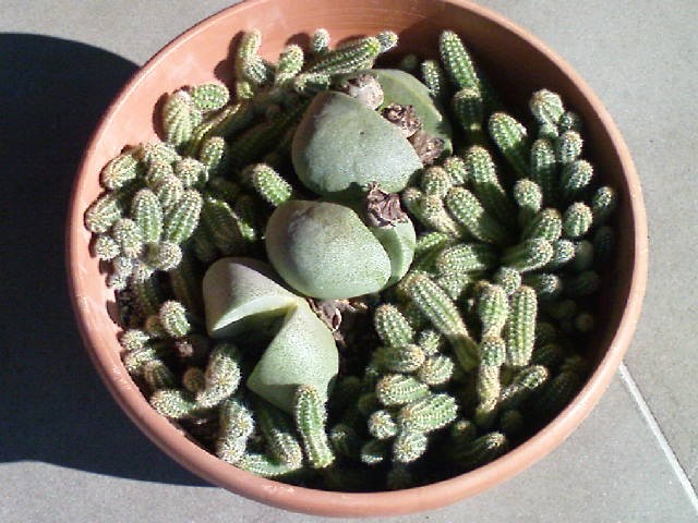 Kaktusi (chamacereus silvestri i pleispilos ili živi kamen)