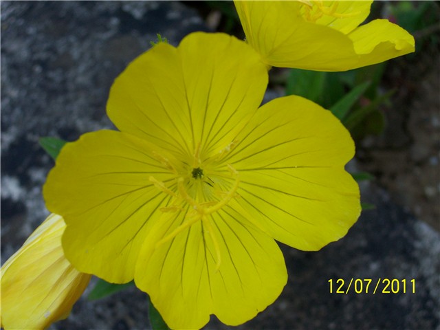 Noćurak oenothera